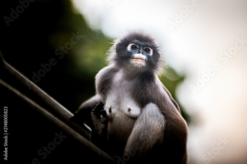 Photography Dusky leaf monkey observing environment with curious expression