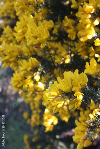 Fotografía Bright yellow, pea-shaped blooms of Ulex europaeus, commonly known as common gor