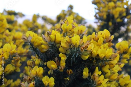 Fotografie Bright yellow, pea-shaped blooms of Ulex europaeus, commonly known as common gor