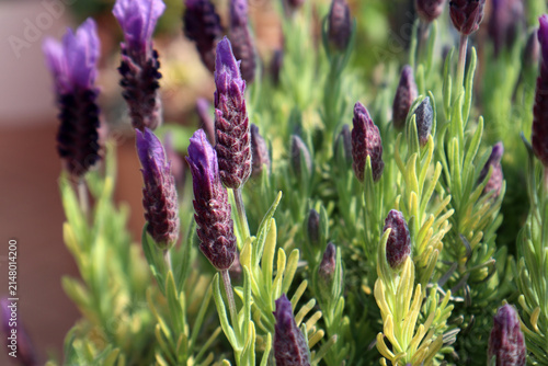 Pianta aromatica di lavanda selvatica in vaso con caratteristiche infiorescenze viola a ciuffo coltivata sul balcone di casa in una fioriera rettangolare