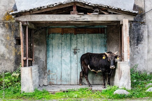 bull in front of the door of an old stable, Adishi, Upper Svaneti, Caucasus mountain range, Georgia