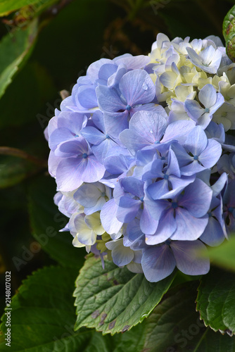 Close-up view of blooming hydrangeas with delicate blue and green petals with water drops