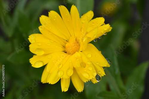 Yellow calendula flower with raindrops after the rain