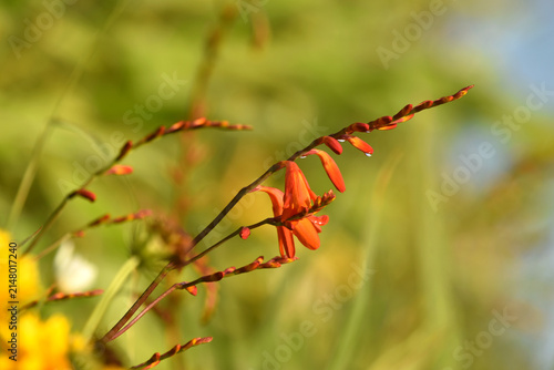 Cuadro en lienzo Delicate orange crocosmia flowers with water droplets in soft morning light