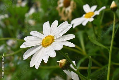 White oxeye daisy with raindrops after the rain, close-up view