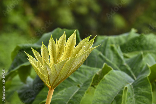 Tetrapanax papyrifer Rex, a delicate new green leaf unfurling, dotted with water droplets after a gentle rain