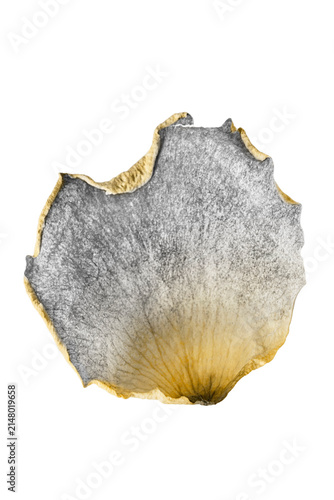 Dried petal isolated
