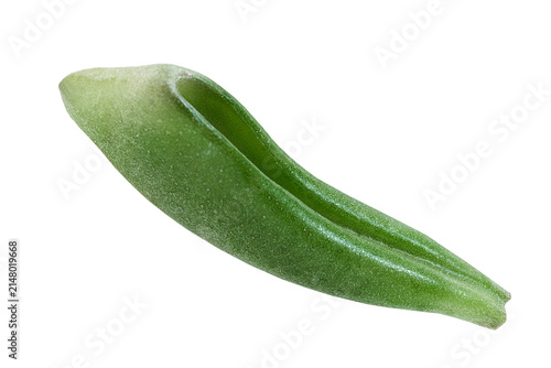 Succulent leaf isolated
