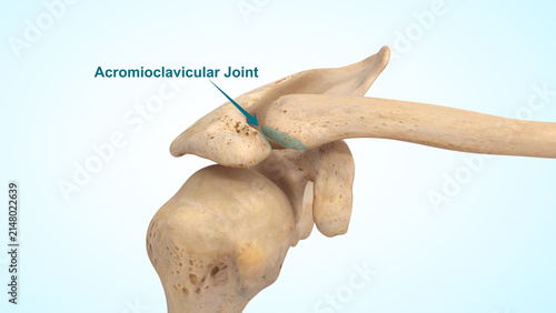 Konstfotografi The acromioclavicular (AC) joint of 3d illustration