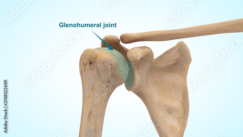Glenohumeral joint or shoulder joint of 3d illustration