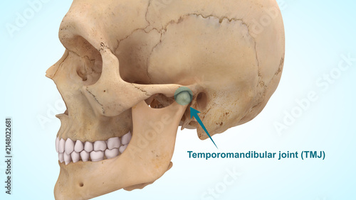 The temporomandibular joint (TMJ) of 3D illustration
