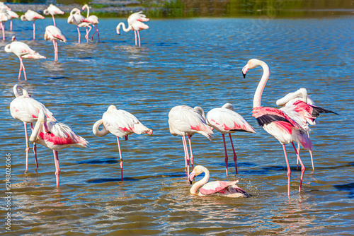 The flamingos graze
