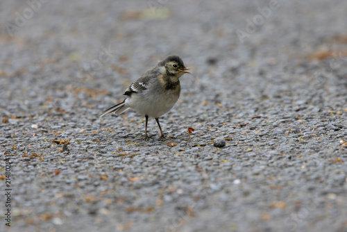 Juvanile Pied Wagtail stood on a tarmac road.