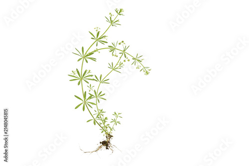 Galium aparine plant, known as cleavers or stickyweed, isolated on transparent background. Close-up.