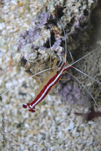 Scarlet skunk cleaner shrimp (Lysmata amboinensis) climbing on a live rock in a marine aquarium. Tropical reef crustacean with long white antennae, vibrant red and white striped body, underwater macro