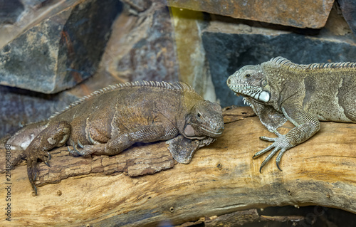 Two Green Iguanas Resting Face to Face on a Large Fallen Log