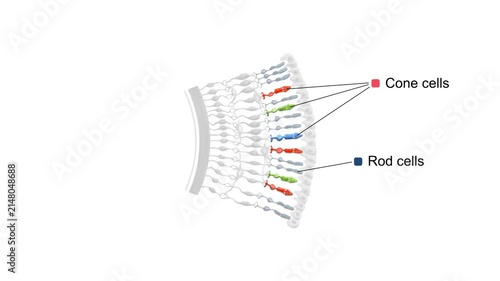 Human Retina Cell Layers Anatomy Animation with Rod Cells, Cone Cells, Bipolar Neurons and Ganglion Cells Medical 3D