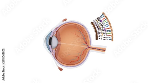 Human Eye Cross Section Anatomy Animation Showing Retina Structure, Light Transmission and Visual Processing Medical Illustration