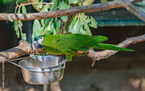 Red-shouldered Macaw Perched beside a Feeding Bowl in a Tropical Aviary