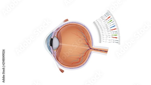 Human Eye Vision Mechanism Animation with Retina Anatomy, Light Refraction, Photoreceptors and Neural Signal Pathway 3D