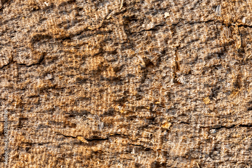 Macro view of rough weathered wood surface showing detailed porous texture and natural fiber patterns.