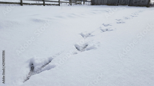 Chicken footprints in fresh snow on a winter landscape  
