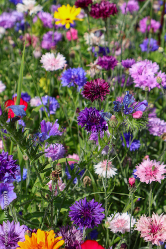 Colorful Wildflower Meadow in Full Summer Bloom