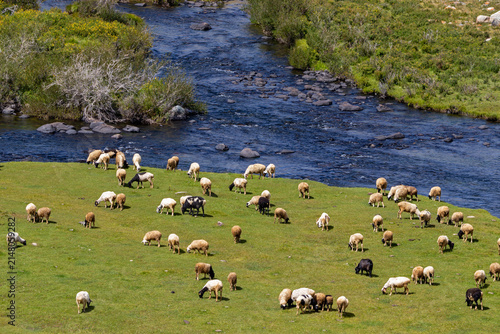 Bild auf Leinwand Herd of sheep and goats grazing on the green banks of Mogen-Buren river, Tuva