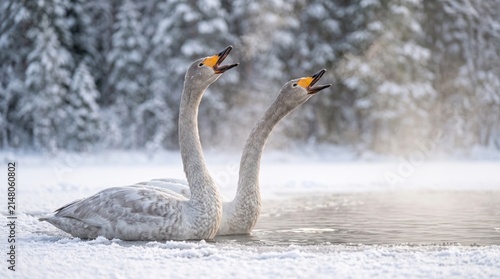 pair of whooper swans (cygnus cygnus) calling on a frozen lake