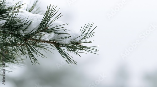 Pine branch snow winter green needles