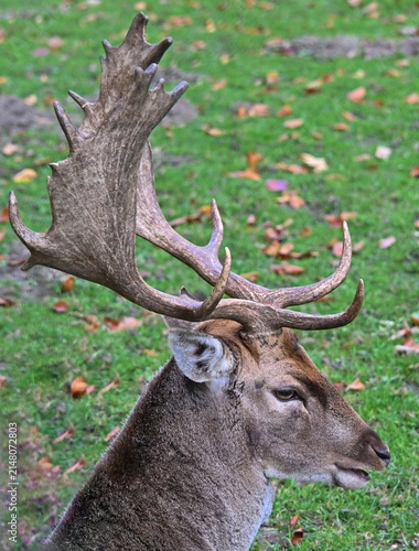 Foto Damhirsch,