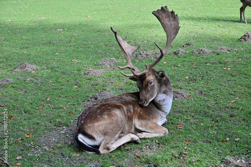 Foto Damhirsch,