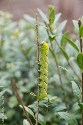 Obraz na płótnie Green caterpillar of the Privet Hawk-moth (Sphinx ligustri) crawling up a thin branch in the garden