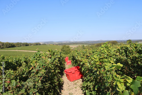 Cuadro en lienzo Préparation pour les vendanges