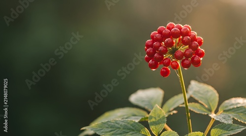 Backlit macro of a spherical ginseng umbel heavy with glossy scarlet berries on a slender green stalk, five-lobed palmate leaves fanning below with visible leaf veins.