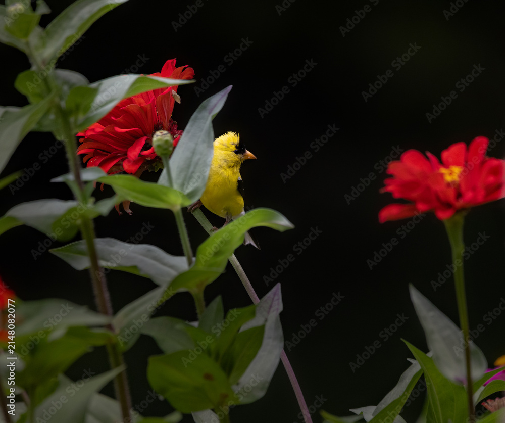 Fototapeta premium goldfinch on red flower