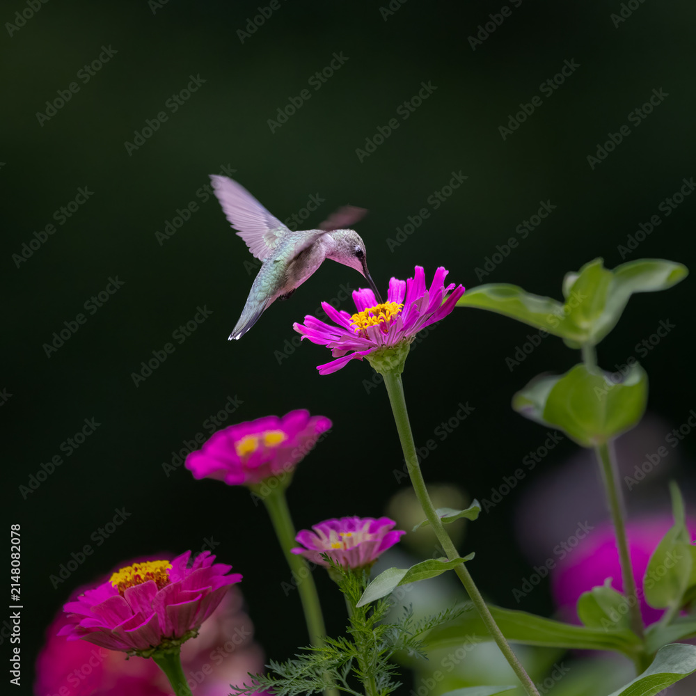 Fototapeta premium hummingbird on pink flower