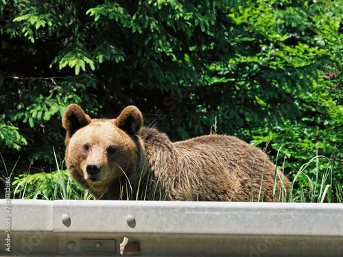 Brown bear on the side of the road in Vrancea, Romania, waiting for food