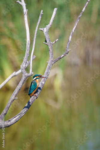 Kingfisher perched on a branch