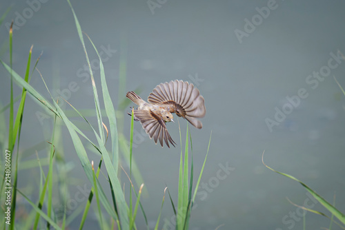 Little bird flying among bushes