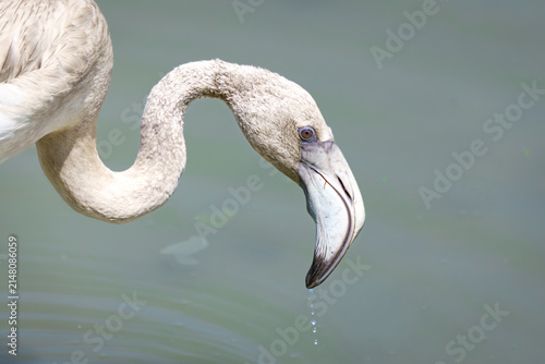 Detail of the head of a young flamingo