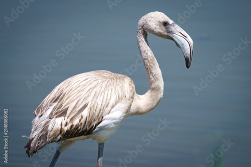 Young flamingo in the water