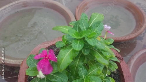 Pink Periwinkle Flowers with Raindrops in Clay Pot Nature Garden Close Up Video