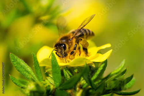 Macro view of a single honeybee pollinating a yellow blossom plant