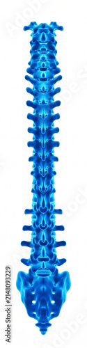 Posterior view of human spinal column and pelvis 3d model