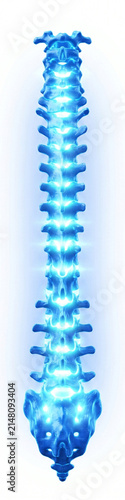 Posterior view of human spinal column and pelvis 3d model