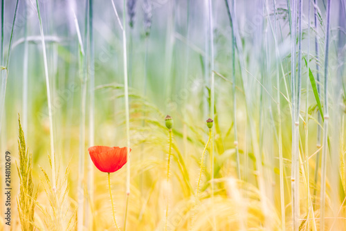 Spring in the Netherlands, poppies, cornfields, spring flowers