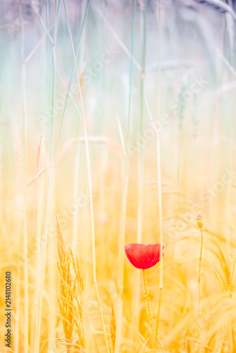 Spring in the Netherlands, poppies, cornfields, spring flowers