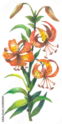 Tiger Lily. Watercolor hand drawing painted illustration.