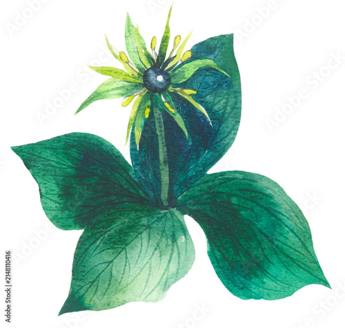 Paris tetraphylla. Watercolor hand drawing painted illustration.